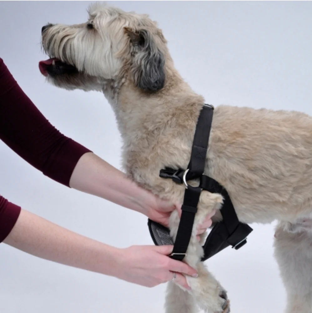 Easy Rider Dog Harness Size Large